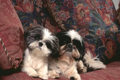 Two Dogs Shih Tzu On The Couch Wallpapers And Images   Wallpapers ...