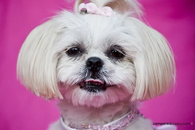 Pictures Of Shih Tzu Dogs   Wallpapers HD Wide