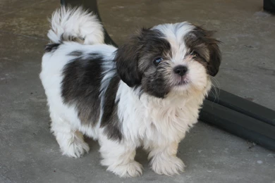 Adult Shih Tzu With Puppy Cut