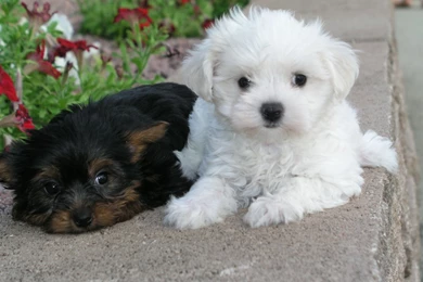 Pictures Of Shih Tzu Puppies   Wallpapers High Definition