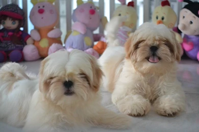 Shih Tzu Dogs Photo And Wallpaper. Beautiful Shih Tzu Dogs Pictures