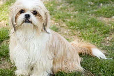 Shih Tzu Dog Wallpapers   Wallpapers