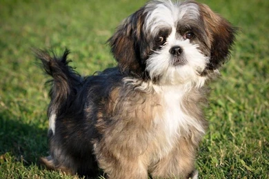 Puppy Wallpapers [Slideshow]