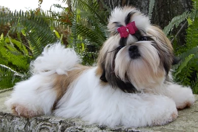 HD Shih Tzu Wallpapers And Photos