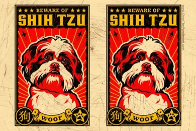 Obey The Shih Tzu Wallpapers