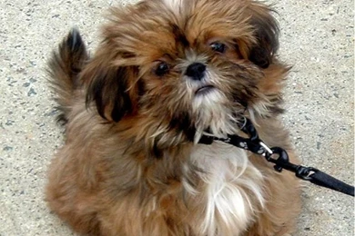Shih Tzu Puppies