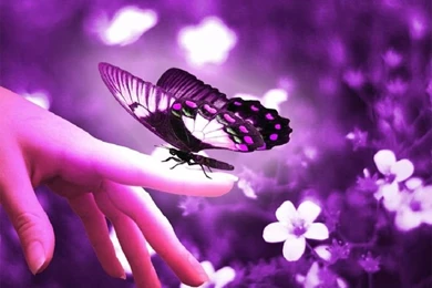 Animated Flowers And Butterflies