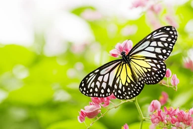 Butterfly On Flower Images Hd