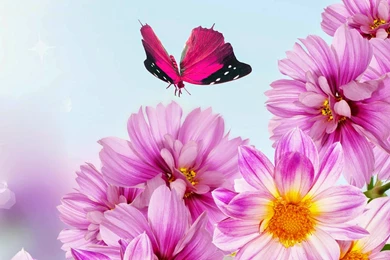 Pink Flower And Butterfly