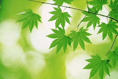 Trees And Leaves Wallpapers