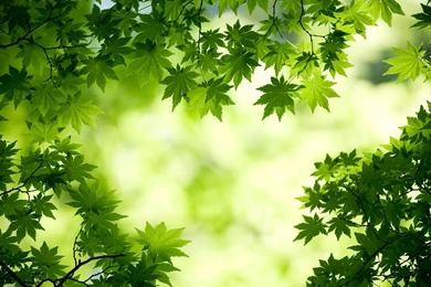 Beautiful Green Maple Leaf Wallpaper, Green Backgrounds, Pictures ...