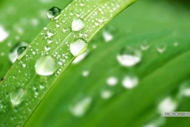 Green Nature Wallpapers