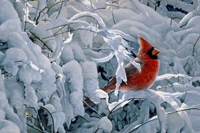 9622) Winter Animal Widescreen HD Wallpapers   WalOps.com