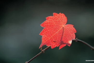 Autumn Tints,Goden Autumn, Beautiful Autumn Leaves Wallpapers ...