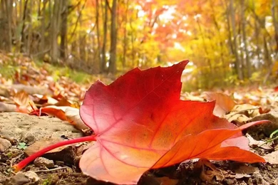 Autumn Falling Leaf Free Beautiful Wallpapers Download For Your ...