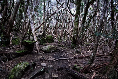 Wallpapers Where The Wild Things Are Hd Free 1920x1080