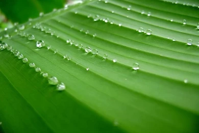 Beautiful Plants & Leaves Wallpapers High Quality13 Wallcoo.net