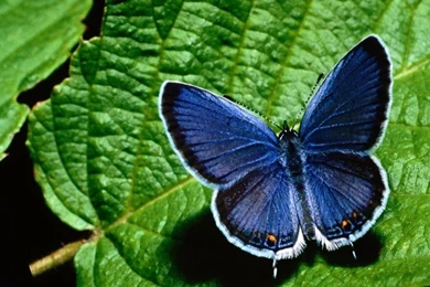 BEAUTIFUL BLUE BLUE BUTTERFLY ON GREEN LEAF – Animals Butterflies ...