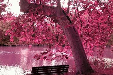 Beautiful Purple Autumn Leaves Hd Wallpapers   1024x768 IWallHD ...