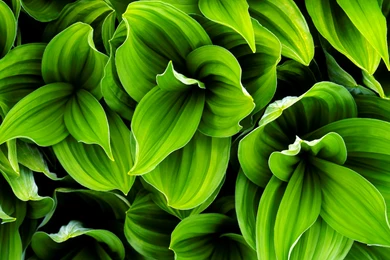 Green Leaf HD Wallpapers