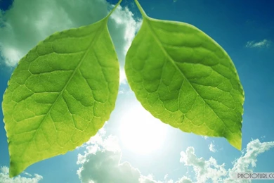 Leaf Wallpapers For Laptop