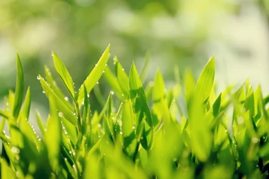 Top Tea Leaves Wallpapers