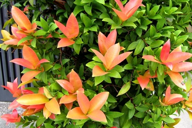 Beautiful Leaves >> HD Wallpaper, Get It Now!