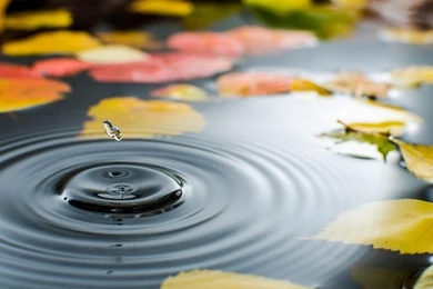 Water, Water, Autumn Leaves Beautiful Free Desktop Backgrounds And ...