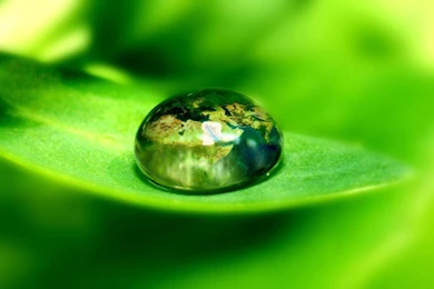 Cool Nature Pictures: Leaves   Beautiful Wallpapers