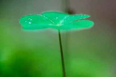 Green iPhone 6 Wallpapers HD