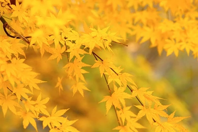 Autumn Tints,Goden Autumn, Beautiful Autumn Leaves Wallpapers ...