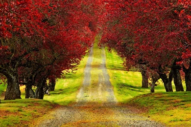 Hd Wallpapers Download