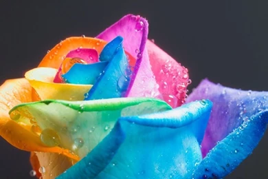 Rainbow Flower Wallpapers   Wallpapers Cave