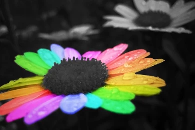 Rainbow Flower