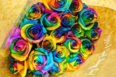 Top Rainbow Rose Colorful Wallpapers