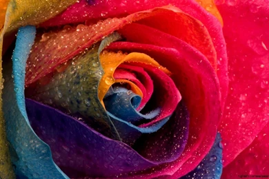 Multicolor Water Drops Roses Flowers Wallpapers