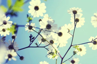 Mac Desktop Backgrounds Flower Best HD Desktop Wallpapers 1080p HD ...