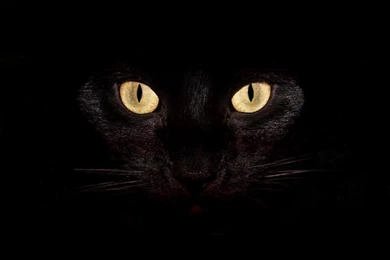 Black Cat Desktop Backgrounds For Mac
