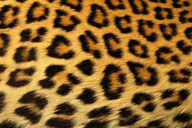 Cheetah skin pattern backgrounds pi.jpg Photo By Waitsman ...
