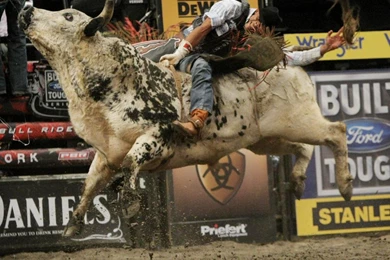 Bull Riding Wallpapers   Wallpapers Cave