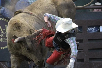 Top Pbr Bull Riding Wallpapers