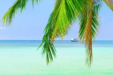 Fresh Sea – Coconut Tree iPhone 6 Wallpapers, iPhone 6 Backgrounds ...