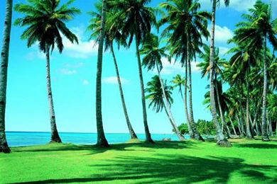 Green And Coconuts Tree Wall Mural   Wallpapers Mural Ideas   15508