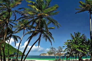 Coconut Tree 1440x900 Wallpapers,Guadeloupe 1440x900 Wallpapers ...