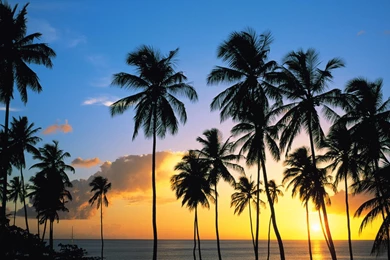 Beautiful Coconut Tree Wallpapers » WallDevil   Best Free HD ...