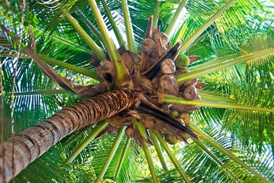 Coconut Tree, 1920x1080 HD Wallpapers And FREE Stock Photo