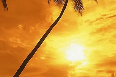 Sunset Coconut Trees Galaxy S5 Wallpapers.jpg