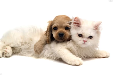 Animals Backgrounds, 474999 Pets Wallpapers, By Anna Rapoport