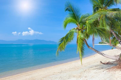 Coconut Tree Beautiful HD Wallpapers And Images