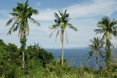 Palm Trees Wallpapers